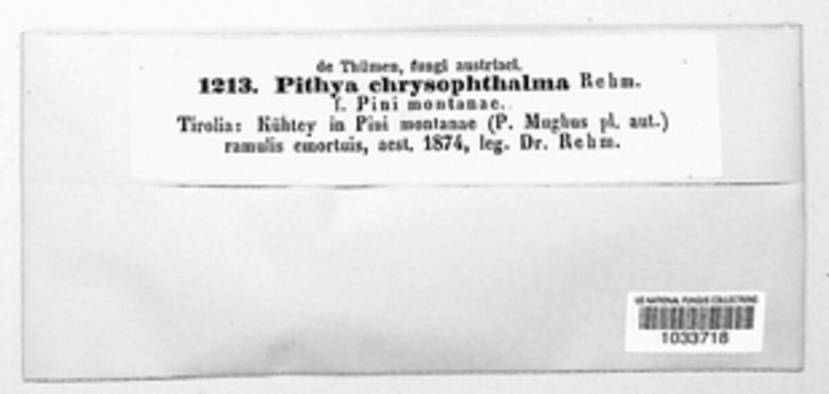 Lachnellula chrysophthalma image